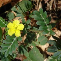Tribulus terrestris L.